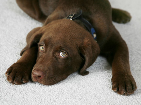 Dog lying on carpet